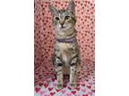 Adopt Brie (Together with Halloumi) a American Shorthair