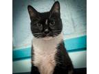 Adopt Fiona a Domestic Short Hair, Tuxedo