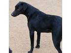 Adopt Ruby a Black Labrador Retriever, Border Collie