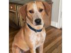 Adopt Champaign a Beagle, Labrador Retriever