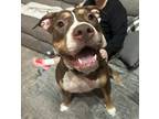 Adopt Chloe a Pit Bull Terrier