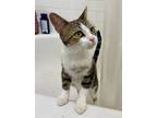 Adopt Rosebud and Butter a Domestic Short Hair