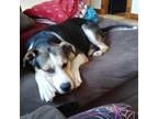 Adopt Bailey a Border Collie, Terrier