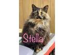 Adopt Stella a Domestic Long Hair
