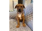 Adopt Lulu a American Staffordshire Terrier, Shepherd