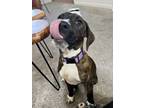 Adopt Monica a Coonhound, Labrador Retriever