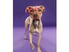 Adopt LILLY a American Staffordshire Terrier, Pit Bull Terrier