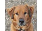 Adopt Test-Animal-20240221 a Golden Retriever