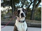 Adopt Gary a Great Dane