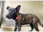 Adopt CALVIN a Labrador Retriever, Mixed Breed