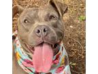 Adopt DARYL a American Staffordshire Terrier, Mixed Breed