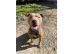 Adopt Sports Guy a Pit Bull Terrier