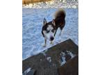 Adopt Denata a Husky