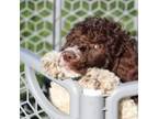 Mutt Puppy for sale in Linden, TN, USA