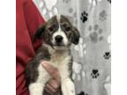 Adopt Taylor Litter_6 a Mixed Breed