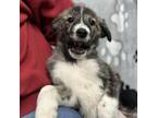 Adopt Taylor Litter_5 a Mixed Breed
