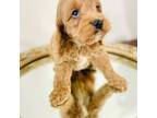 Goldendoodle Puppy for sale in San Antonio, TX, USA