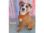 Adopt Bruce a Pit Bull Terrier