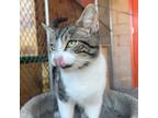 Adopt Benny a Domestic Short Hair