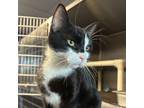 Adopt Merlin a Domestic Short Hair