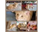 Adopt Fielder a Domestic Short Hair