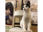 Adopt SHREK a Domestic Short Hair