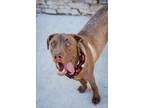 Adopt Chino a Chocolate Labrador Retriever, Pit Bull Terrier