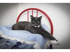 Adopt Sisco a Domestic Short Hair