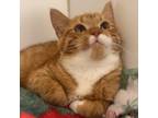 Adopt Speedy a Domestic Medium Hair