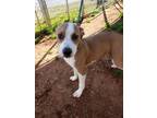 Adopt BUCK a Boxer, Mixed Breed