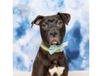 Adopt Blaze a Labrador Retriever, Pit Bull Terrier