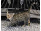 Adopt Samuel a Tabby