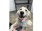 Adopt Dasher a Great Pyrenees, Mixed Breed