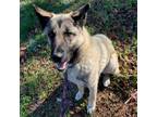 Adopt Jeffrey a German Shepherd Dog