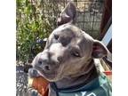 Adopt Tito a American Staffordshire Terrier