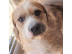 Adopt Garfunkel a Pit Bull Terrier, Poodle