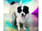Adopt ANGEL a Border Collie, Mixed Breed