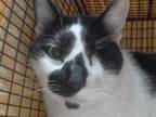 Adopt BAXTER a Domestic Short Hair, Turkish Van