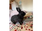 Adopt Joey (Vancouver) a Bunny Rabbit