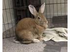 Adopt Arby (Vancouver) a New Zealand, Bunny Rabbit