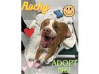 Adopt Rocky - Fully sponsored by Chelsea & Rocko Nelson plus Ashley Ostrander a