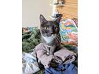 Adopt Fofo a Domestic Short Hair