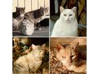 Adopt Barn & Working Cats a Domestic Short Hair