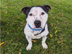 Adopt CAPTAIN a American Staffordshire Terrier