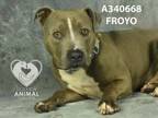 Adopt FROYO a Pit Bull Terrier