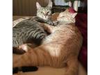 Adopt Cheddi & Kobi a Tabby