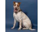 Adopt Blu a German Shorthaired Pointer, Mixed Breed