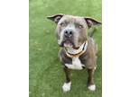 Adopt PLUM a Pit Bull Terrier, Mixed Breed