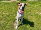 Adopt BOGIE a Boxer, Great Dane