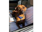 Adopt Ziggy a Rhodesian Ridgeback